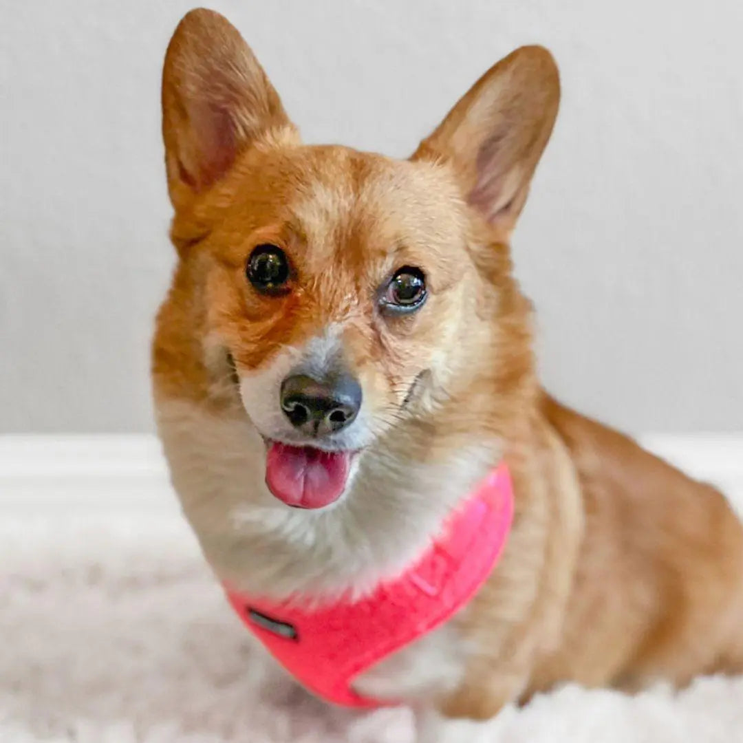 Fluorescent Pink Adjustable Teddy Fabric Dog Harness - Perfect for Stylish Pups!