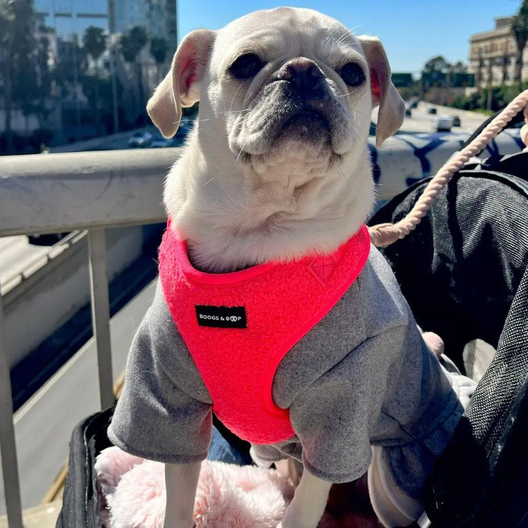 Fluorescent Pink Adjustable Teddy Fabric Dog Harness - Perfect for Stylish Pups!