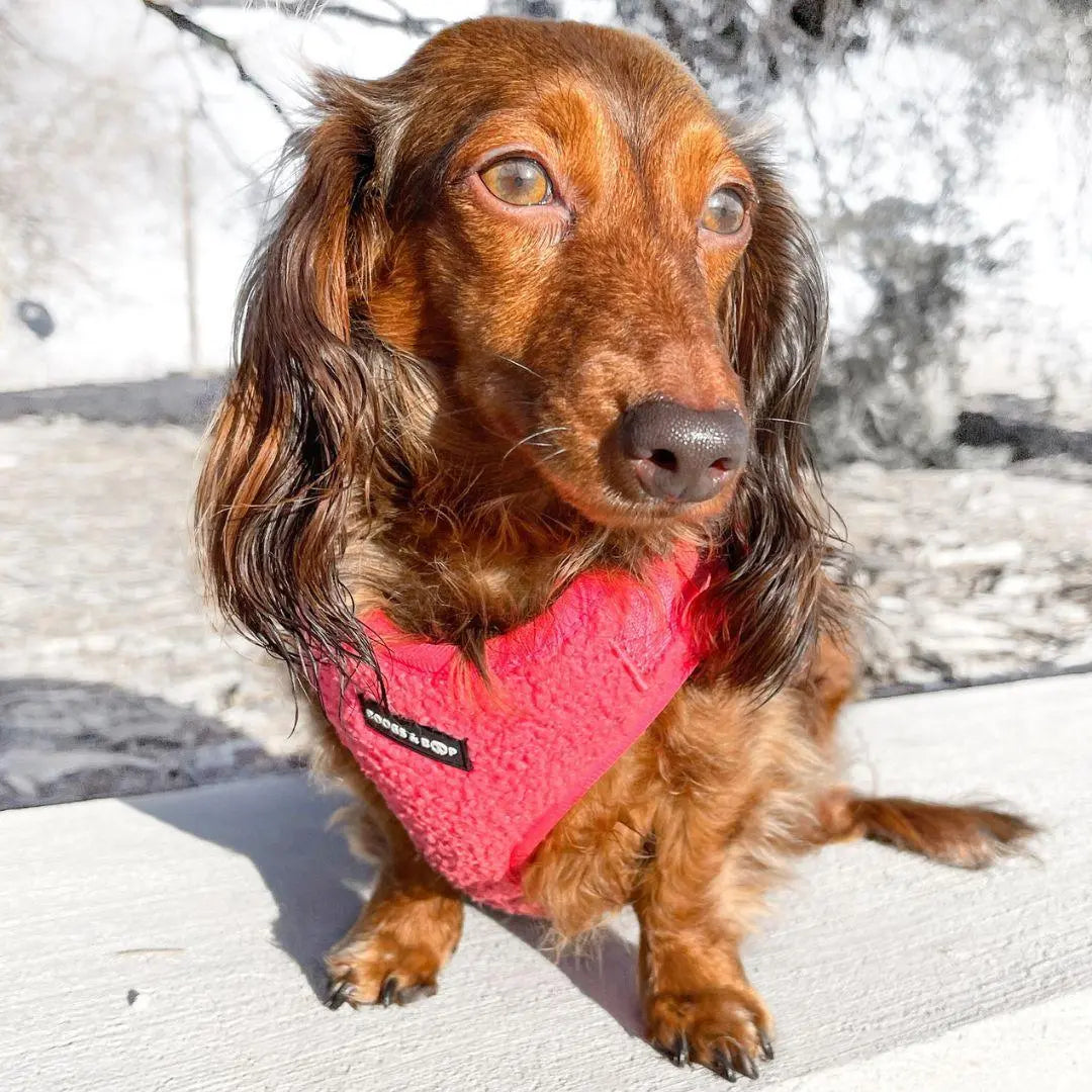 Fluorescent Pink Adjustable Teddy Fabric Dog Harness - Perfect for Stylish Pups!