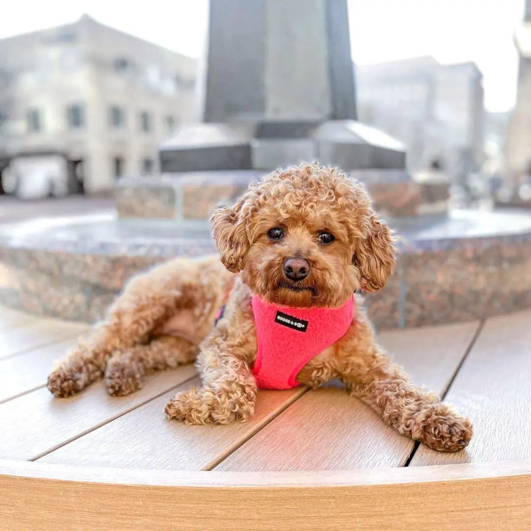 Fluorescent Pink Adjustable Teddy Fabric Dog Harness - Perfect for Stylish Pups!